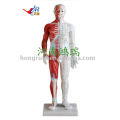 male acupuncture model 60CM (with muscle anatomy)